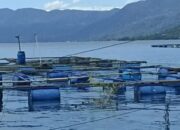 Selama Enam Bulan, Produksi Ikan di Agam Capai 22.696 Ton