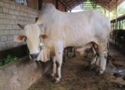 Jamin Stok Berlebih, Kementan Pastikan Pasokan Sapi Kurban tak Terganggu PMK