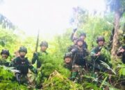 Ladang Ganja seluas 5 Hektare Ditemukan Satgas Pamtas RI-PNG di Papua