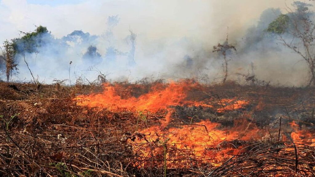 ilustrasi lahan terbakar