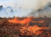 Terkendala Akses dan Sumber Air, Kebakaran Hutan Pinus di Agam Meluas
