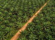 Ini Langkah PalmCo Perkuat Peran Strategis Jaga Ketahanan Pangan Nasional