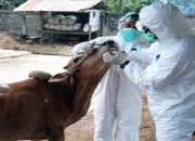 Sebanyak 375 Ekor Ternak di Padang Telah Divaksin PMK, Peternak Diminta Waspada