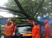 Pohon Tumbang Timpa Mobil di Padang, BPBD Ingatkan Warga Waspada Hujan Disertai Angin