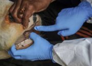 Pemkab Solok Selatan belum Temukan Hewan Kurban Terinfeksi PMK