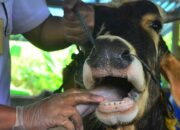 11 Sapi Terkena PMK di Pariaman Sembuh setelah Perawatan Intensif, Penyebaran Dapat Dicegah