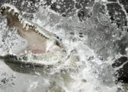 Seorang Warga Diterkam Buaya di Kanal PT BPP Bakrie Pasbar, Tim SAR Lakukan Pencarian