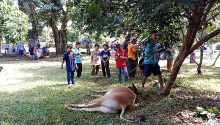 Pemkab Agam Catat Pemotongan 5.089 Hewan Kurban Tahun Ini, Tersebar di 92 Nagari