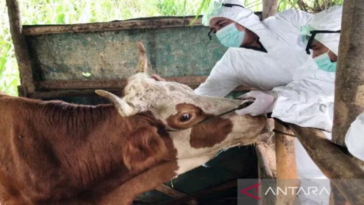 Pemberian vaksin sapi dalam mencegah penularan penyakit mulut dan kuku. (ANTARA/HO-Dinas Pertanian Agam)