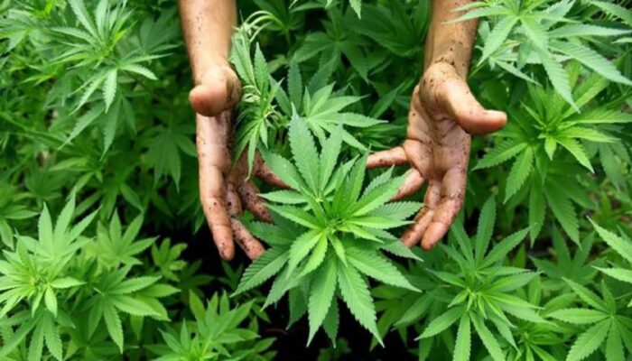 TNI Bongkar Penanaman Ganja di Agam, Dua Terduga Pelaku Diserahkan ke Polisi