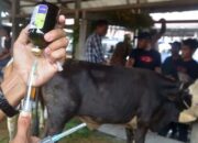 2.295 Ekor Ternak di Padangpariaman Terjangkit PMK, Diperkirakan bakal Bertambah