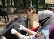 1.314 dari Target 1.400 Ekor Ternak di Solok Selatan Sudah Divaksin PMK