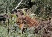 Tim Gabungan Fokuskan Pencarian Sopir Truk Masuk Jurang di Sitinjau Lauik