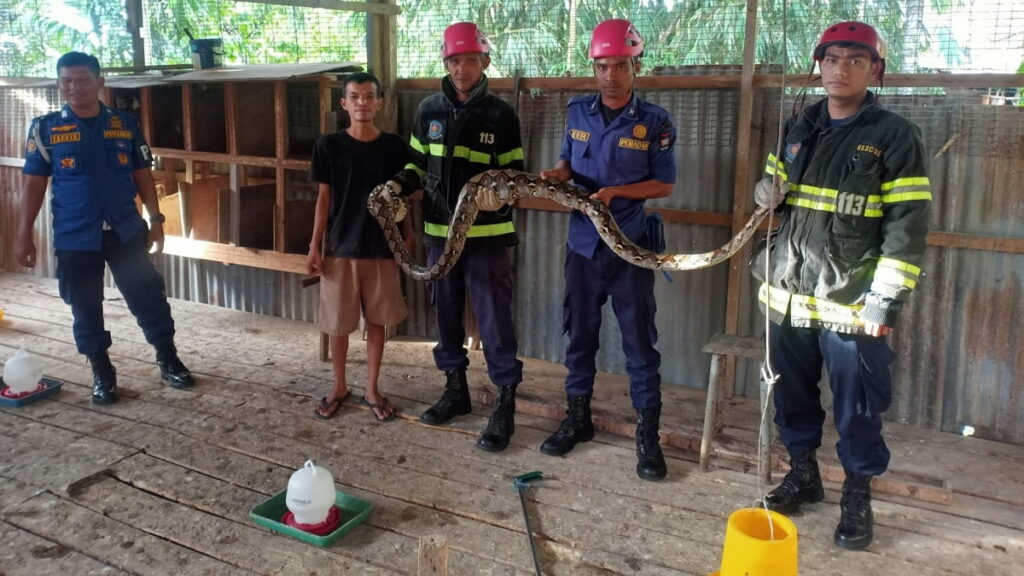 Damkar Padang evakuasi seekor piton diatas plafon kandang ayam warga di Ampang.