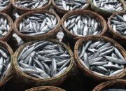 ilustrasi produksi ikan