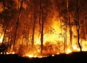 Jumlah Tersangka Karhutla di Riau Bertambah Jadi 51 Orang