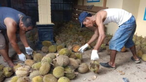 pengumpul buah durian di Agam