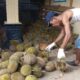pengumpul buah durian di Agam