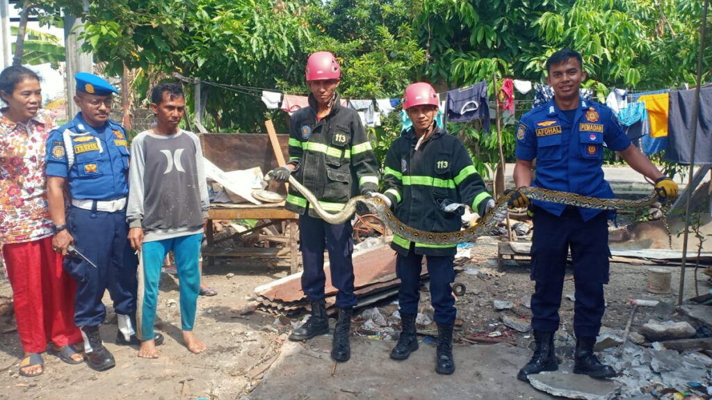 petugas damkar kota padang tangkap ular phyton di batang kabuang ganting