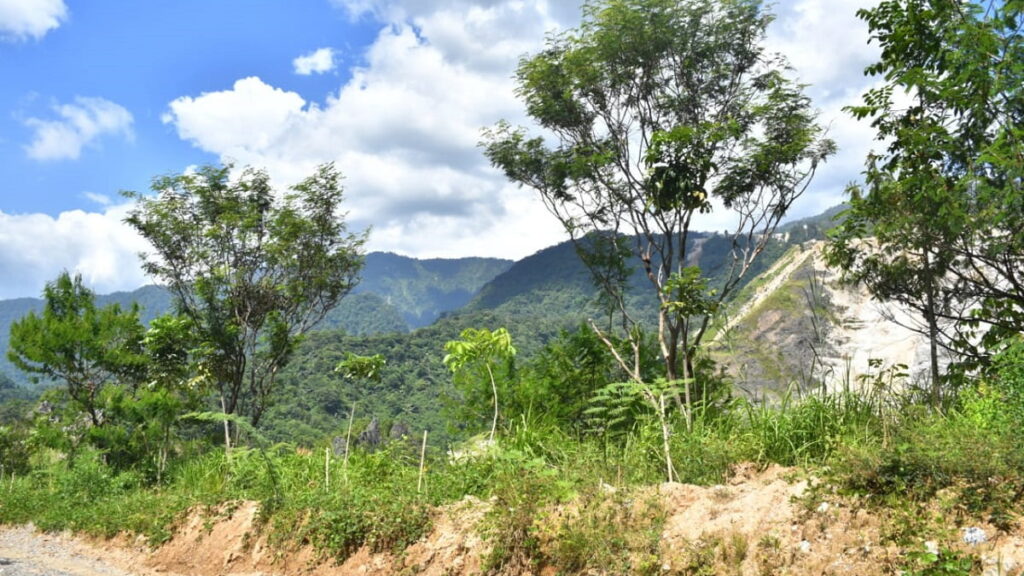 pohon kaliandra di hutan semen padang