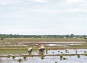 Untuk Ketahanan Pangan, Pemkab Pasaman Barat Alokasikan 20 Persen Dana Nagari