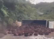 Tak Kuat Menanjak, Truk Bermuatan Sawit Rebah di Sitinjau Lauik