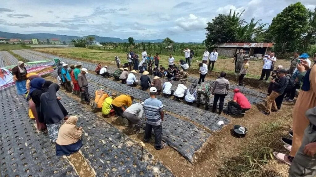 Gerakan menanam bawang di Bukittinggi