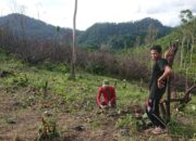 5.670 Bibit Kaliandra Ditanam Semen Padang di Dua Kawasan