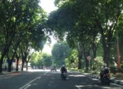 Ada 12 Ribu Pohon Pelindung Berusia Tua di Padang