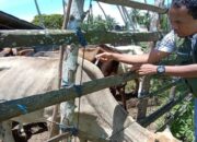 Cegah Merebaknya PMK di Pasbar, 2.290 Vaksin telah Disuntikkan ke Ternak