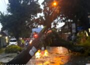 Pohon Tumbang akibat Angin Kencang dan Hujan Deras di Padang, Akses Lalulintas Sempat Terganggu