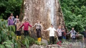 Pemkab Agam siapkan wisata di kayu terbesar dunia