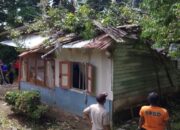 Cuaca Buruk, Sejumlah Pohon Tumbang di Padang