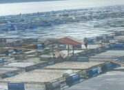 Ikan Mati di Danau Maninjau jadi 402 Ton, Ini Sebarannya