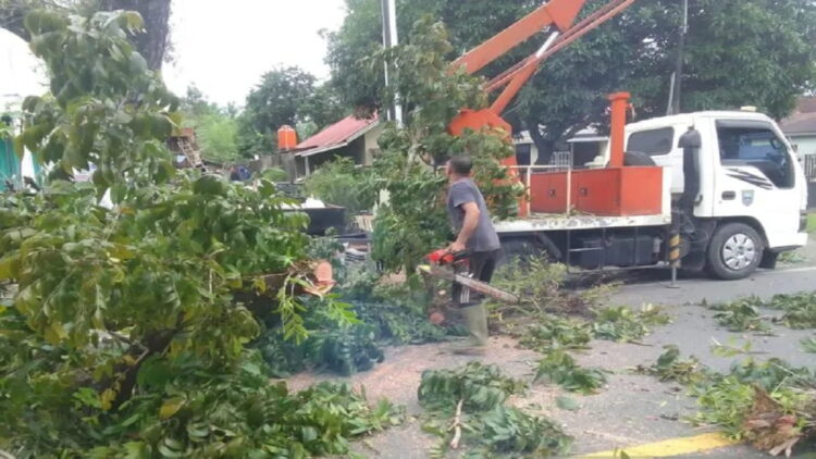 Dinas Lingkungan Hidup (DLH) melakukan pemangkasan pohon pelindung disepanjang jalan nasional Bandarejo-Jambak sebagai upaya keselamatan pengendara yang melewati jalan itu, Minggu. (ANTARA/Altas Maulana)