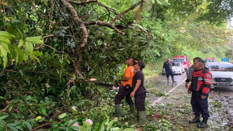 Satgas BPBD Agam sedang membersihkan material pohon tumbang di Muko-muko Kecamatan Tanjungraya, Rabu (23/11). Dok BPBD Agam