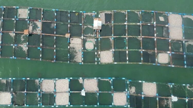 Foto udara kondisi keramba jaring apung (KJA) yang berisi ikan mati di Danau Maninjau, Nagari Sungai Batang, Kabupaten Agam, Sumatera Barat, Sabtu (19/11/2022).  ANTARA FOTO/Iggoy el Fitra/rwa.