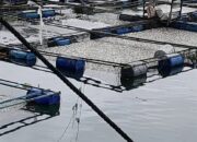 Kerugian petani KJA di Danau Maninjau Rp14,80 miliar selama 2022