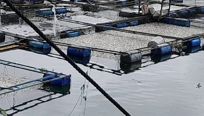 Lima Ton Ikan Keramba di Danau Maninjau Mati, Kerugian Capai Rp125 Juta