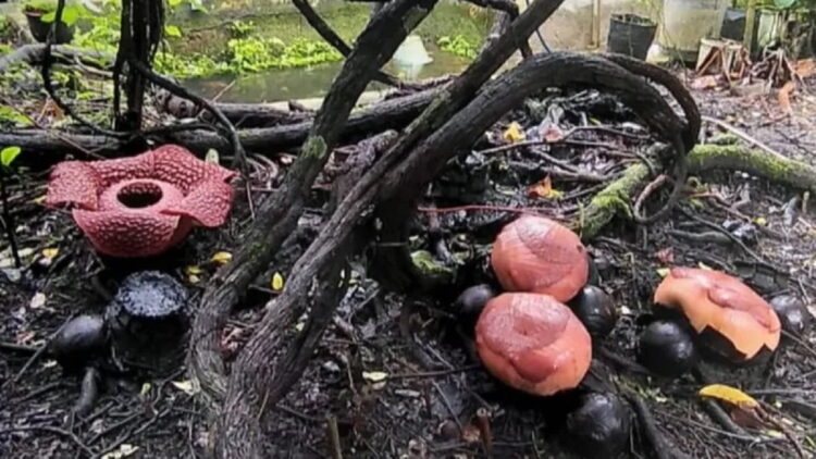 Bunga Rafflesia Arnoldii mekar di halaman rumah warga Palupuh, Agam. Dok Joni
