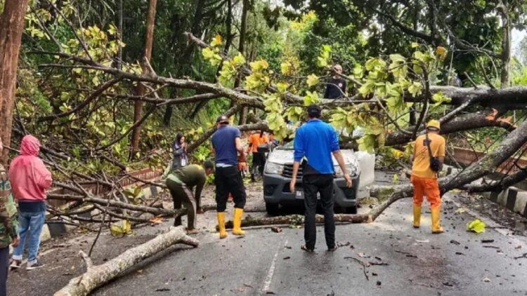 Satu unit mobil Bulog tertimpa pohon tumbang karena angin kencang di Bukittinggi, pengendara kini dalam penanganan medis di rumah sakit (Antara)
