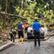 Satu unit mobil Bulog tertimpa pohon tumbang karena angin kencang di Bukittinggi, pengendara kini dalam penanganan medis di rumah sakit (Antara)