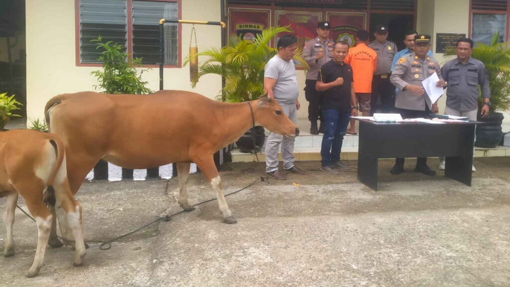 Pelaku penggelapan sapi ternak di Dharmasraya