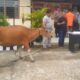 Pelaku penggelapan sapi ternak di Dharmasraya