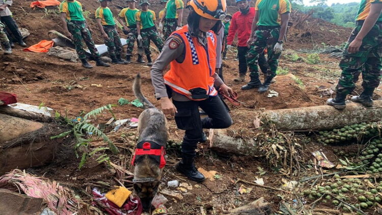 Seekor anjing K9 dikerahkan mencari korban hilang gempa Cianjur