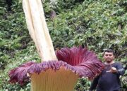 Bunga Bangkai Raksasa Mekar di Kebun Warga Agam, Tingginya Capai 4,35 Meter