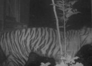 Empat Konflik Satwa-Manusia Terjadi di Agam, Tiga Libatkan Harimau Sumatera