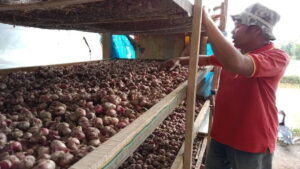 Salah seorang petani Matur, Budi Farma sedang berada di lokasi penyimpanan bawang merah. Dok (Antara/Yusrizal)
