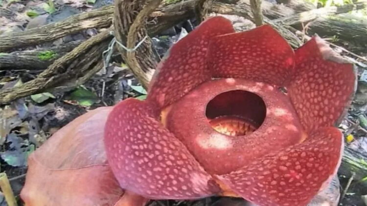 Bunga rafflesia sedang mekar hari kedua di halaman rumah warga Palupuh, Agama. (Antara/HO-Dok Joni)