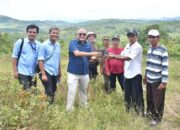 Pemkab Sijunjung Manfaatkan Bekas Tambang untuk Tanam Kaliandra